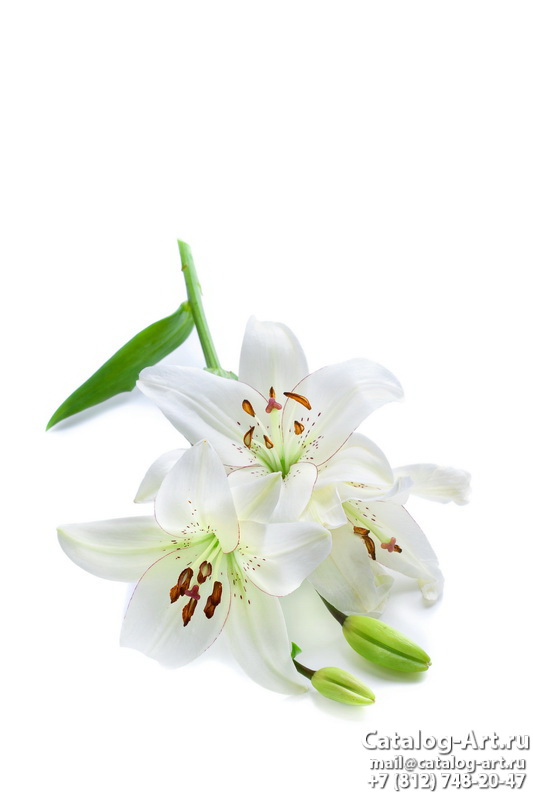 White lilies 15